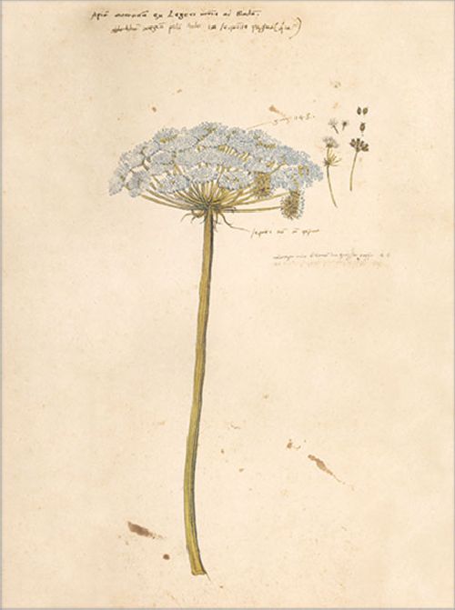 Postkartenbuch 'Conrad Gesner Historia Plantarum' – Bild 14