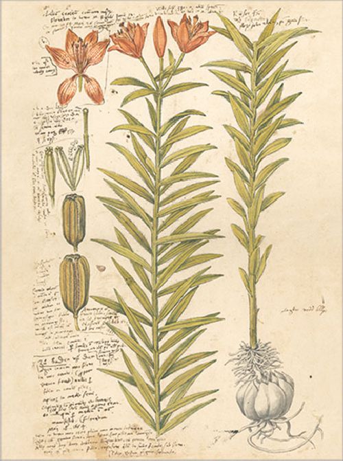 Postkartenbuch 'Conrad Gesner Historia Plantarum' – Bild 13