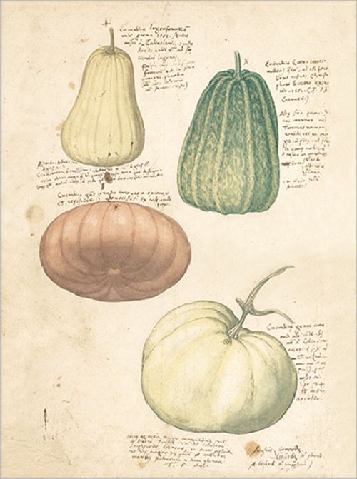 Postkartenbuch 'Conrad Gesner Historia Plantarum' – Bild 12