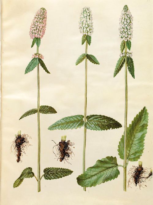 Postkartenbuch 'Aus dem Gottorfer Codex' – Bild 11