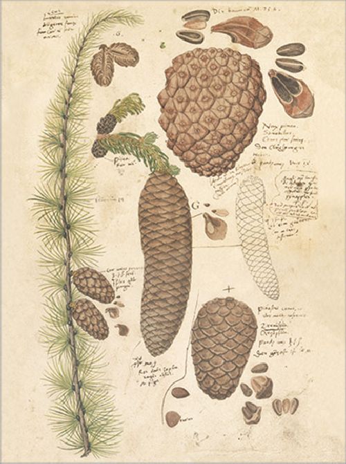 Postkartenbuch 'Conrad Gesner Historia Plantarum' – Bild 11