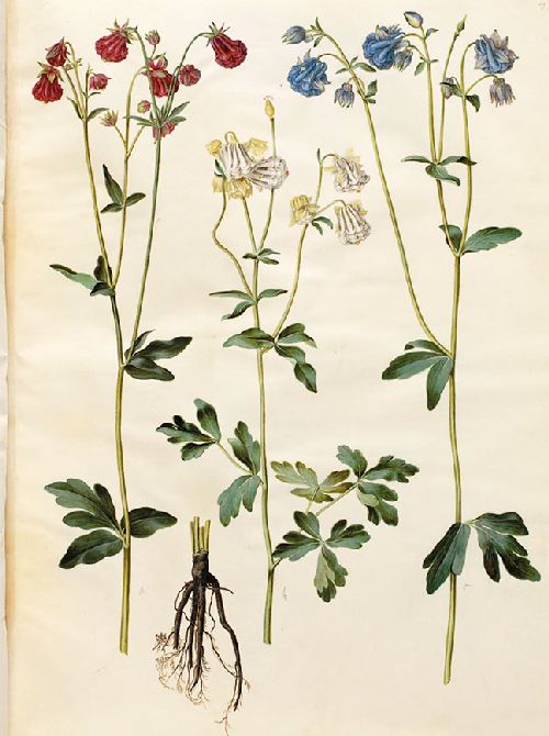 Postkartenbuch 'Aus dem Gottorfer Codex' – Bild 10