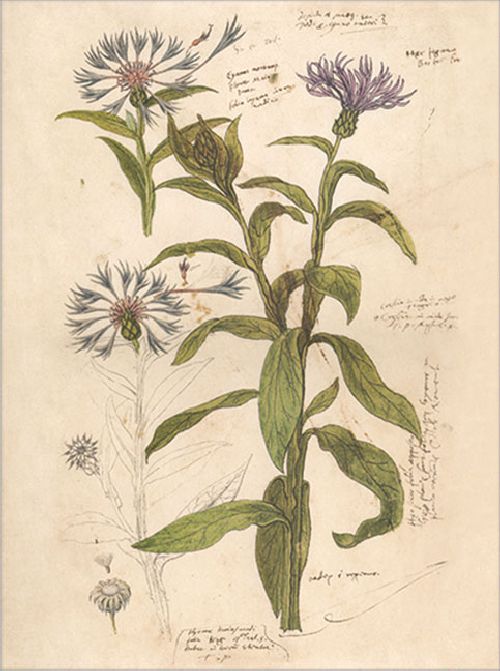 Postkartenbuch 'Conrad Gesner Historia Plantarum' – Bild 10
