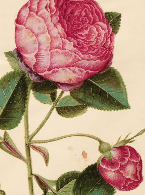 Postkartenbuch 'Aus dem Gottorfer Codex' – Bild 9