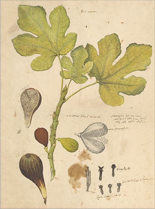 Postkartenbuch 'Conrad Gesner Historia Plantarum' – Bild 9