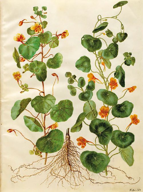 Postkartenbuch 'Aus dem Gottorfer Codex' – Bild 8