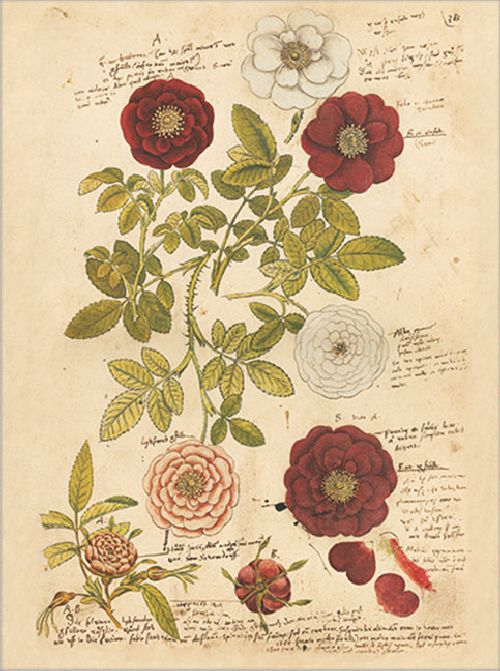 Postkartenbuch 'Conrad Gesner Historia Plantarum' – Bild 8