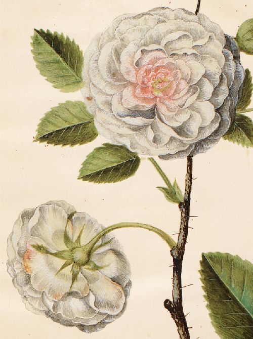 Postkartenbuch 'Aus dem Gottorfer Codex' – Bild 7