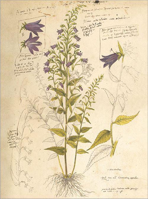 Postkartenbuch 'Conrad Gesner Historia Plantarum' – Bild 7