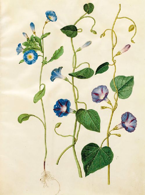 Postkartenbuch 'Aus dem Gottorfer Codex' – Bild 6