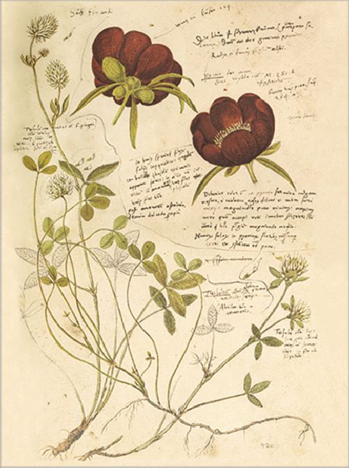 Postkartenbuch 'Conrad Gesner Historia Plantarum' – Bild 6