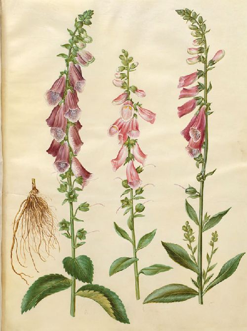 Postkartenbuch 'Aus dem Gottorfer Codex' – Bild 5