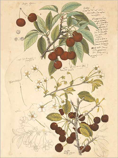 Postkartenbuch 'Conrad Gesner Historia Plantarum' – Bild 5