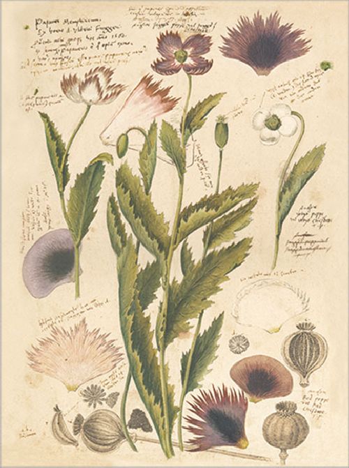 Postkartenbuch 'Conrad Gesner Historia Plantarum' – Bild 4