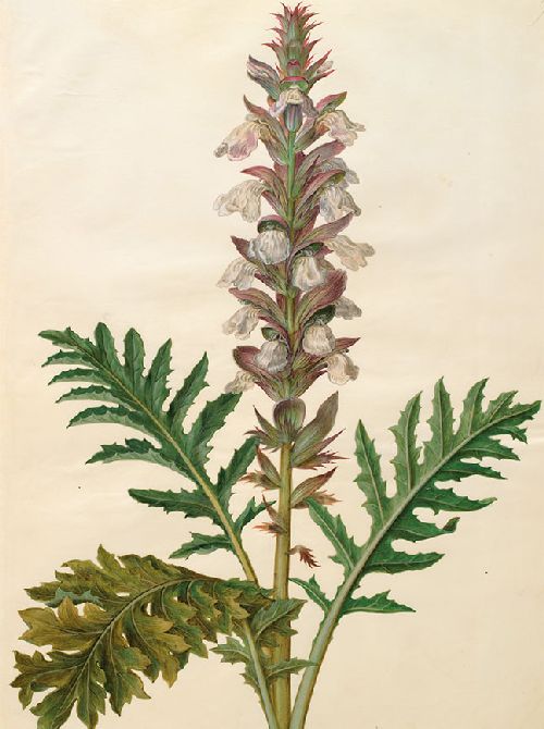 Postkartenbuch 'Aus dem Gottorfer Codex' – Bild 3