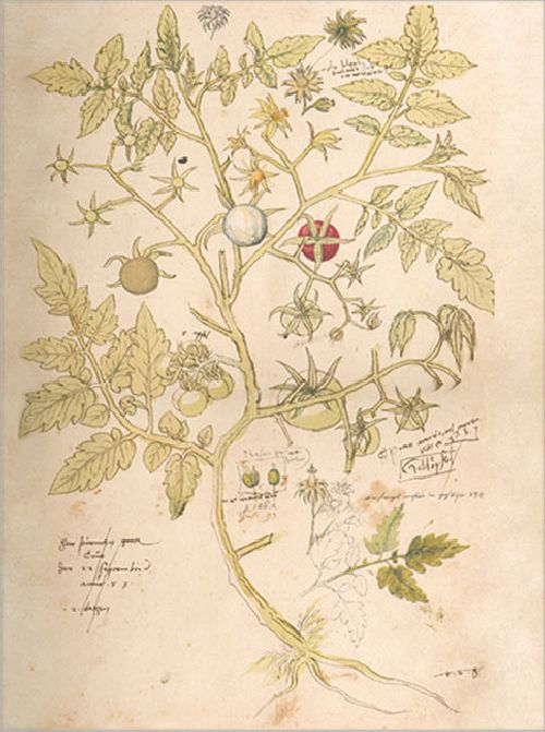 Postkartenbuch 'Conrad Gesner Historia Plantarum' – Bild 3