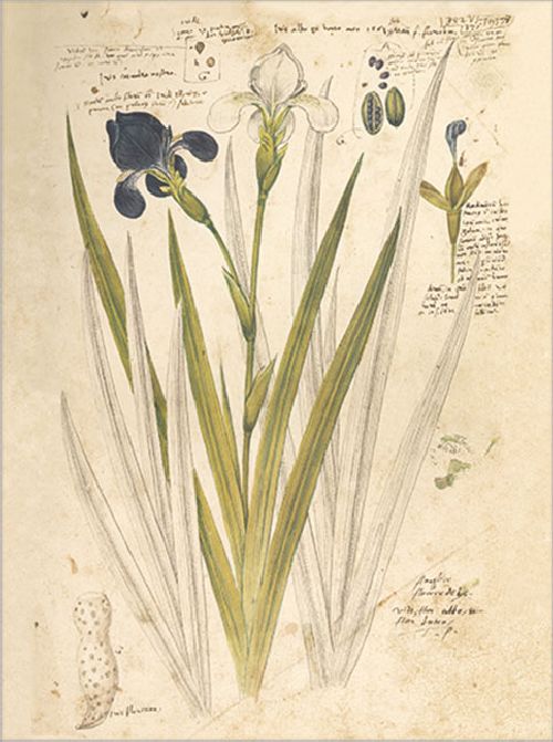 Postkartenbuch 'Conrad Gesner Historia Plantarum' – Bild 2