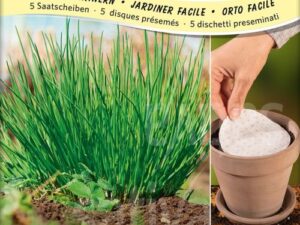 Schnittlauch (Saatscheibe)