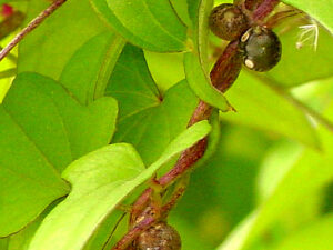 Dioscorea batatas - Chinesische Yamswurzel (Pflanzgut)