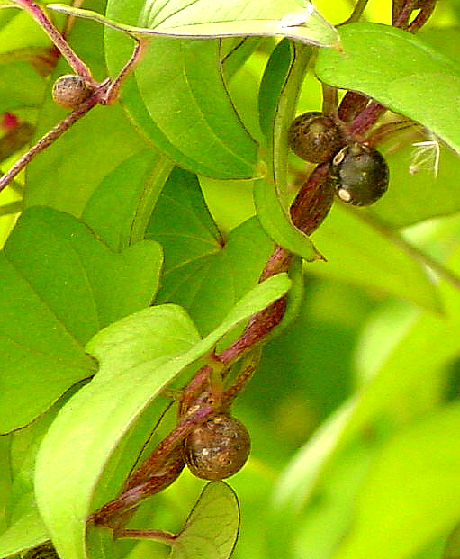 Dioscorea batatas - Chinesische Yamswurzel (Pflanzgut)