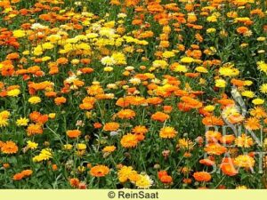 Gründüngung I - Ringelblumen-Mischung (Saatgut)