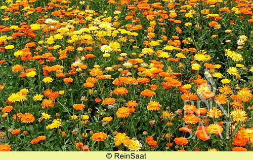 Gründüngung I - Ringelblumen-Mischung (Saatgut)