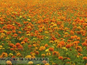 Tagetes patula Mischung - Studentenblume gegen Nematoden (Saatgut)