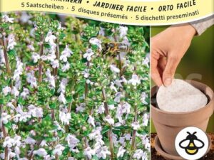 Thymian 'Deutscher Winter' (Saatscheibe)