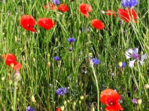 Feldblumen - Einjährige bunt blühende Mischung (Saatgut)