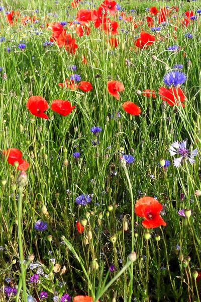 Feldblumen - Einjährige bunt blühende Mischung (Saatgut)