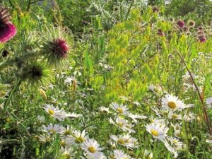 Wildkräuter-Mischung - Schmetterlinge und Wildbienen (Saatgut)