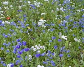 Bienenweide VI - Tübinger Mischung (Saatgut)