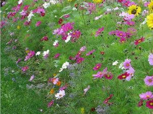Blumenwiese 'Wehretaler Sommertraum' - Hohe Sommerblumen-Wiese (Saatgut)