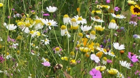Blumenwiese IV - Blütenlust (Saatgut)