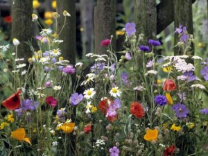 Blumenwiese III - Blumen + Gräser (Saatgut)