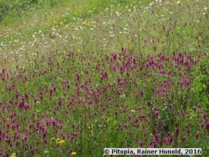 Bunte naturnahe Freifläche - Niedrige Mischung (Saatgut)