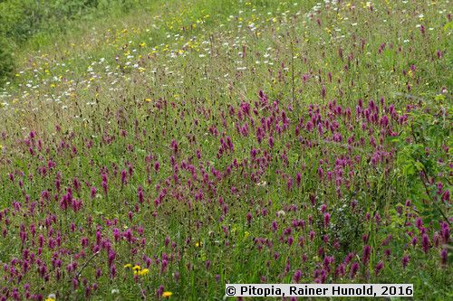 Bunte naturnahe Freifläche - Niedrige Mischung (Saatgut)