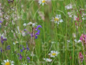 Blumen- und Kräuterrasen II - Wildblumen-Mischung (Bio-Saatgut)