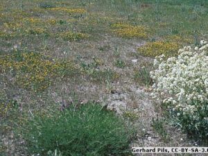 Sandtrockenrasen 'Griesheimer Mischung' - Wildpflanzen-Mischung (Saatgut)