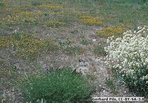 Sandtrockenrasen 'Griesheimer Mischung' - Wildpflanzen-Mischung (Saatgut)