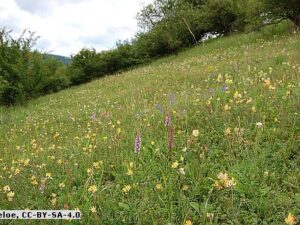 Kalk-Magerrasen - Wildpflanzen-Mischung (Saatgut)