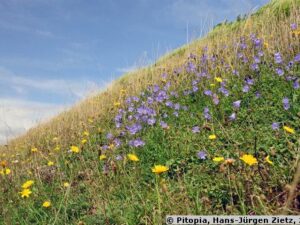 Böschung I - Bunte Mischung Blumen + Kräuter (Saatgut)