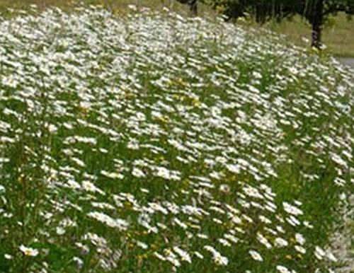 Böschung III - Gräser + Blumen + Kräuter (Saatgut)