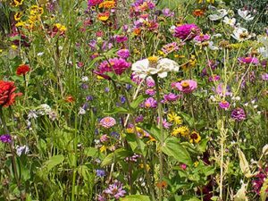 Blumenwiese 'Schnittblumen ein- und mehrjährig' (Saatgut)