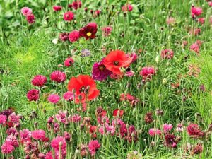 Blumenwiese 'Abendrot' (Saatgut)