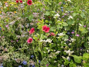 Blumenwiese XXIV - Marienkäfer-Party (Saatgut)