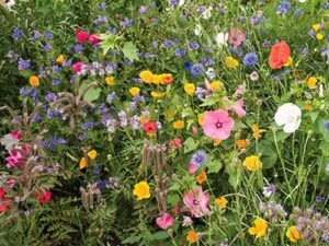 Blumenwiese XXV - Schmetterlings-Festival (Saatgut)