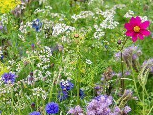 Blumenwiese XXVIII 'Elegance' - Mittelhohe Sommerblumen-Wiese (Saatgut)