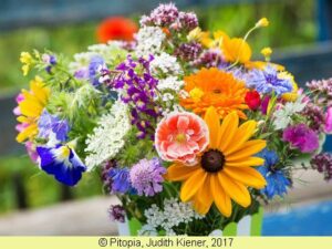 Blumenwiese XXXIV - Mittelhohe Sommerblumen (Saatgut)