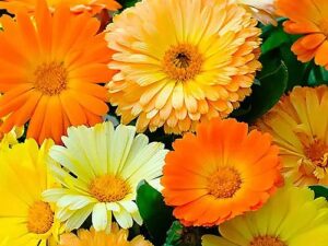 Blumenwiese XXXIII - Ringelblumen (Saatgut)